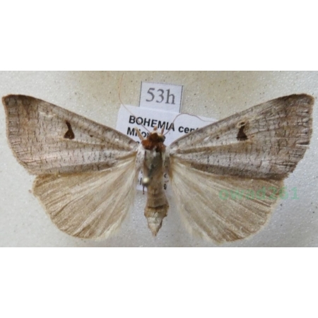 Lygephila pastinum (Treitschke, 1826) Obtocznica pasterka Czech53h